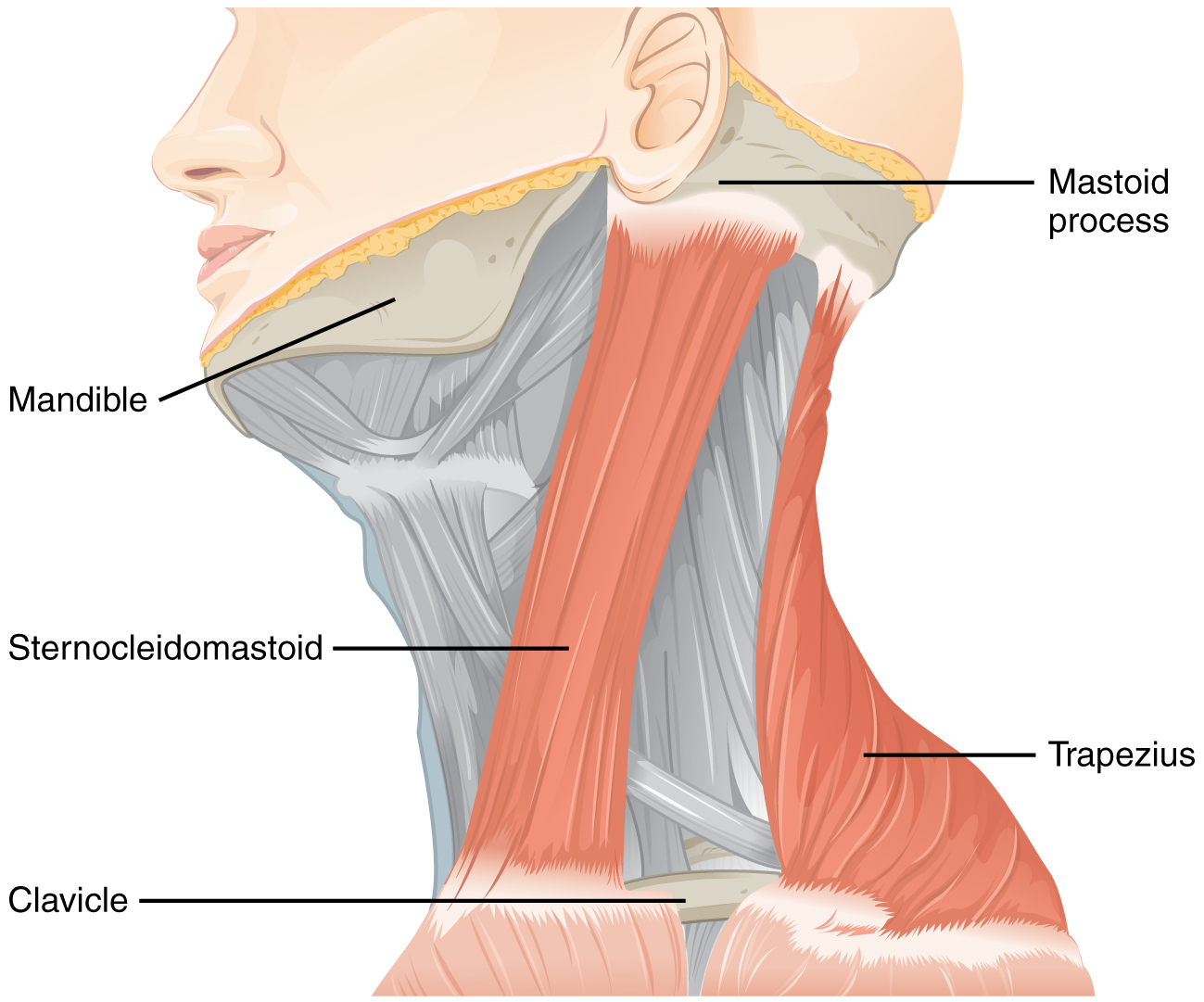 Anatomical locations of the sternocleidomastoid and trapezius muscles (source)