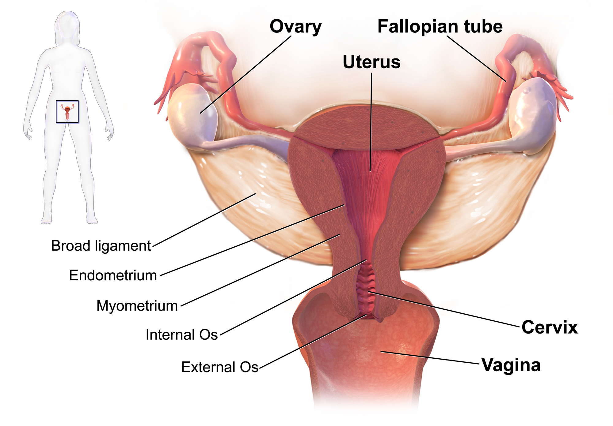 PID can involve any organs of the upper female genital tract (source)