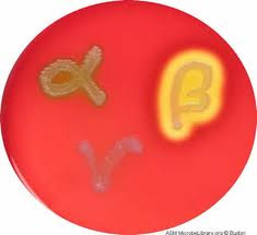 Staphylococcus Aureus - Stepwards