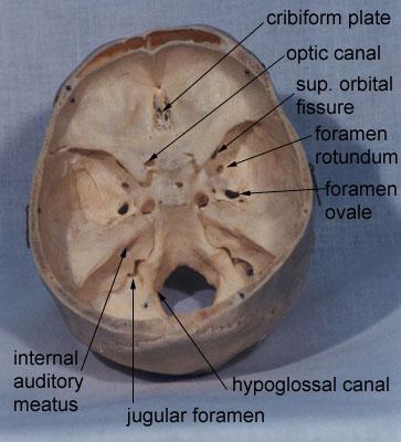 Gross anatomy of cranial nerve foramen (source)
