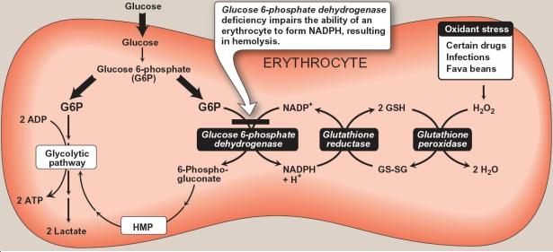 G6PD molecular pathway (source) 