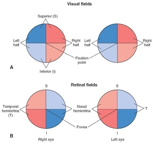 Visual field quadrants in both eyes (source)