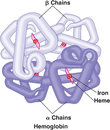 Hemoglobin molecule with alpha and beta globin chains (source)