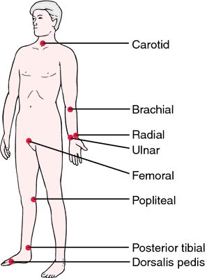 Anatomical pulse locations (source)
