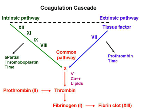 Intrinsic, extrinsic, and common pathways of coagulation (source)