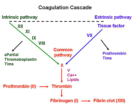 coagulation cascade warfarin