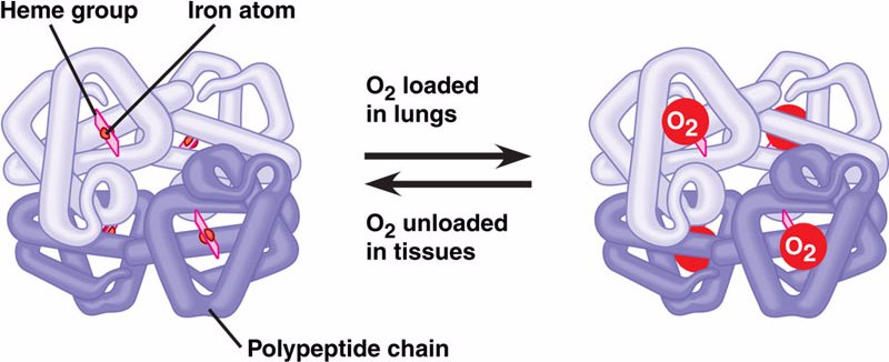 Iron is required for heme production, which ultimately is important for proper synthesis/function of hemoglobin (source)