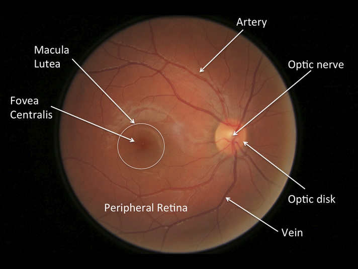 Fundus anatomy of the right eye (source)