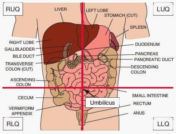Quadrants of the abdomen and the organs they house (source)