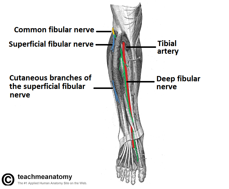 Deep fibular nerve anatomical location (source)
