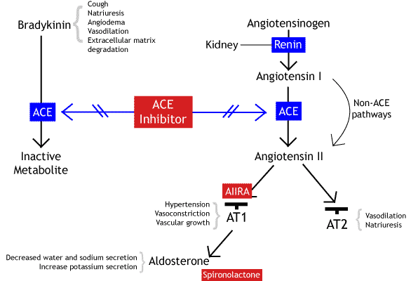 Mechanism of an ACE inhibitor (source)