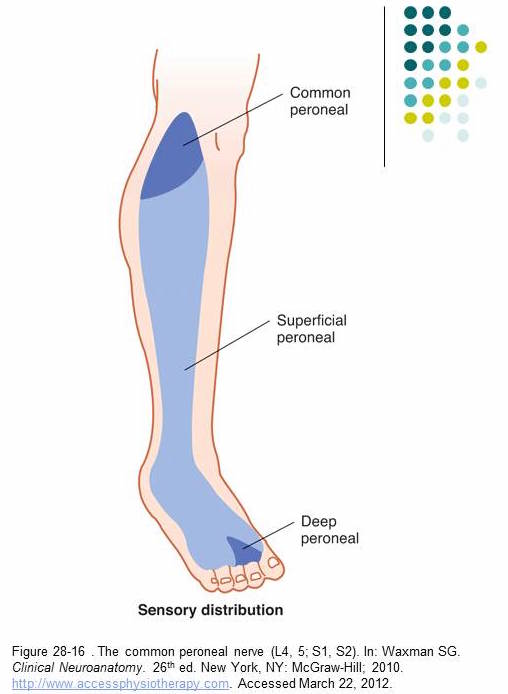 Common peroneal sensory distribution (source)
