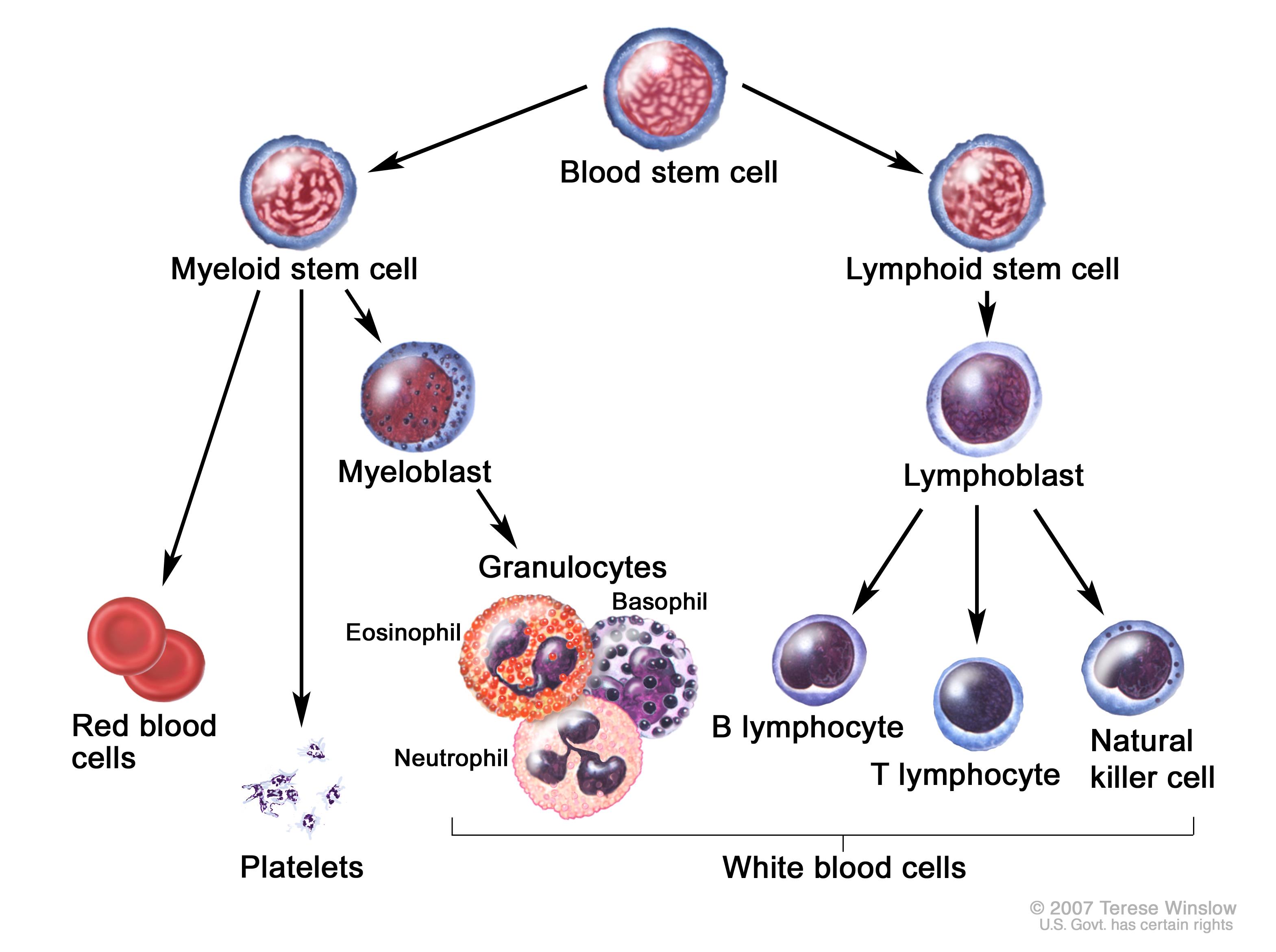 Blood cell lineages (source)