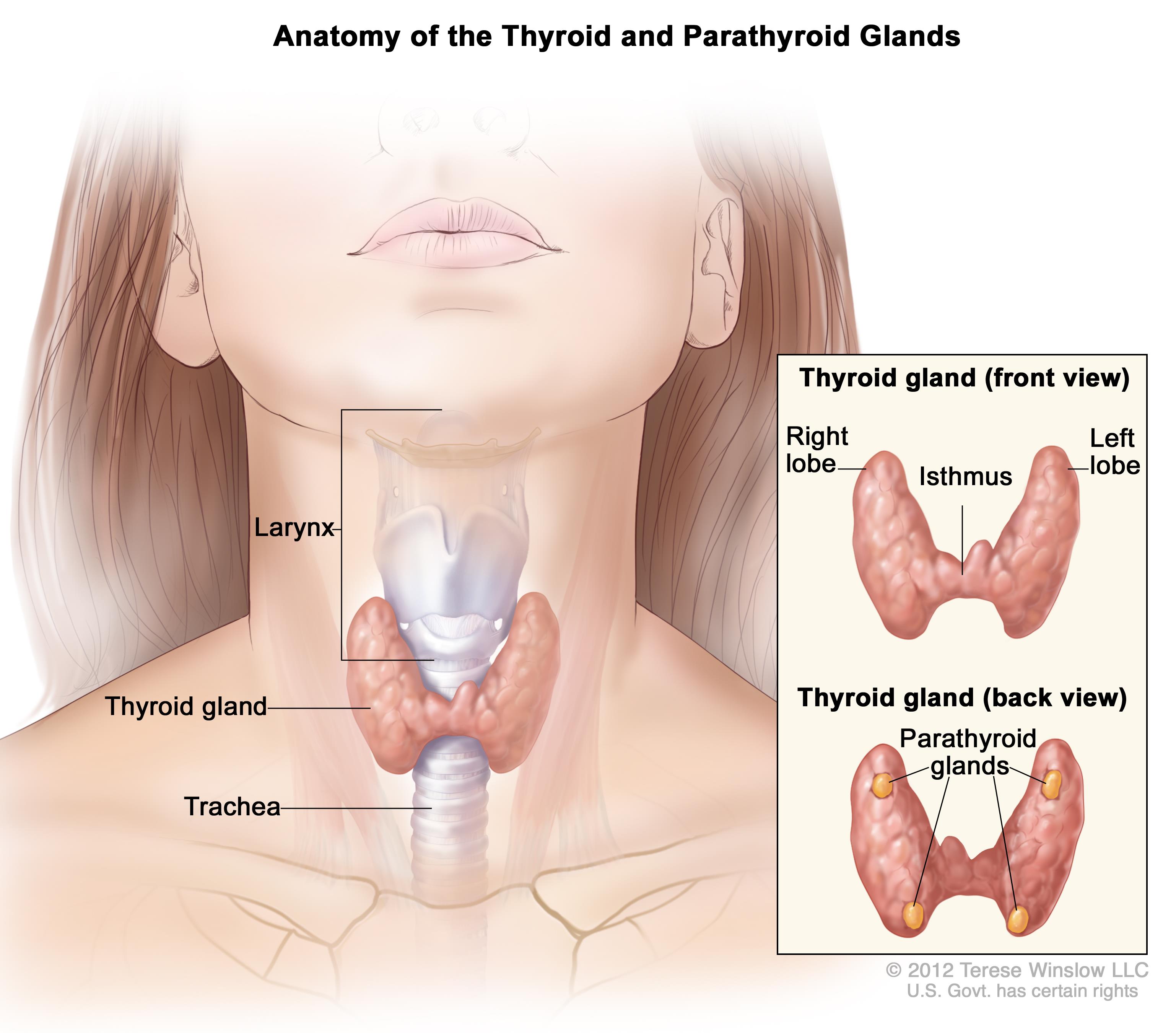 Anatomy of the thyroid and parathyroid glands (source)