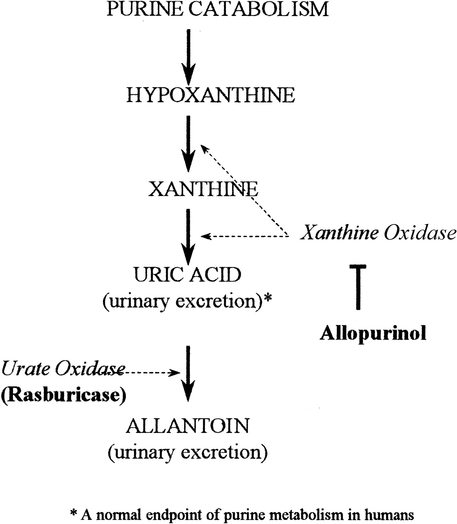 Relevant metabolic pathway for rasburicase mechanism of action (source)