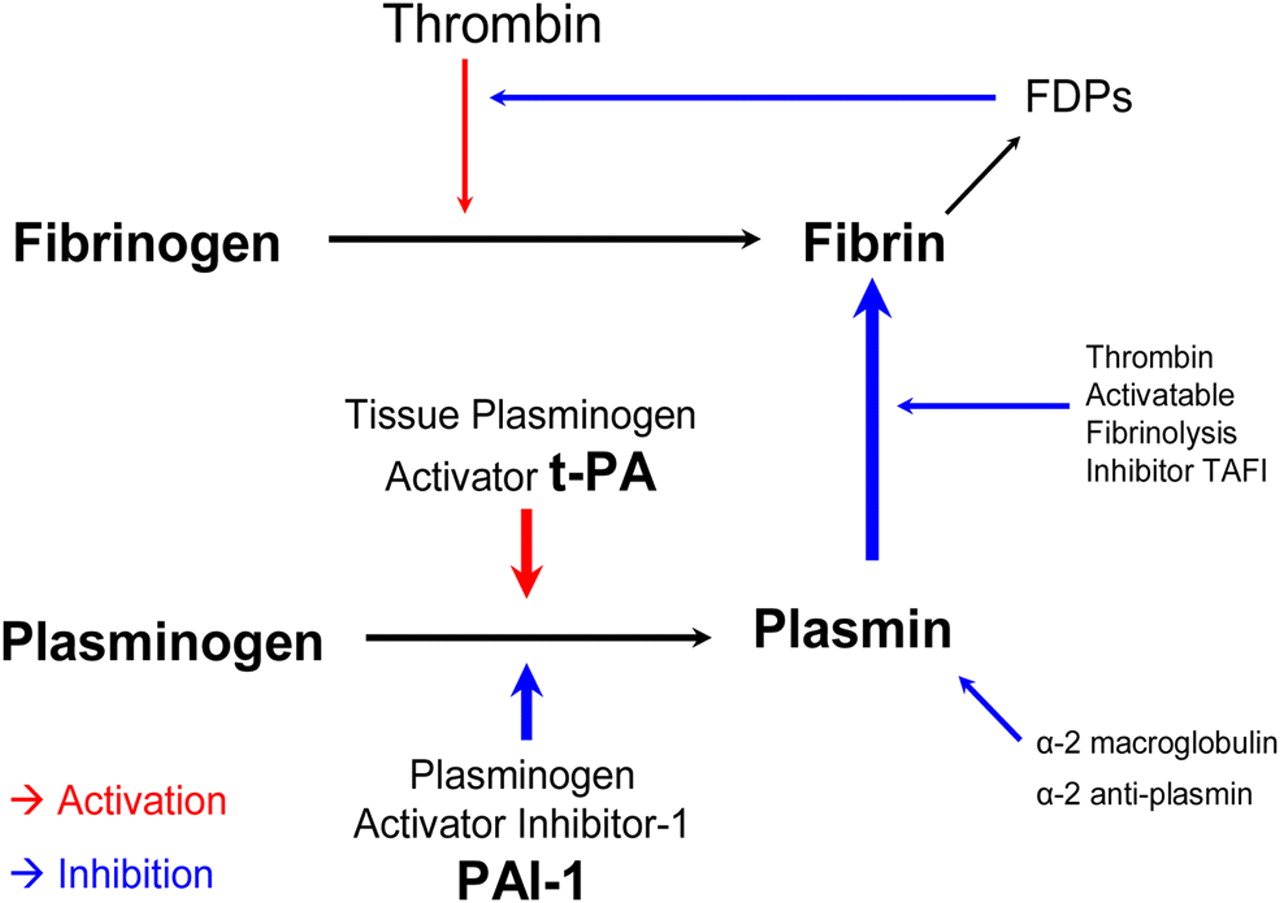 Fibrolysis pathway (source)
