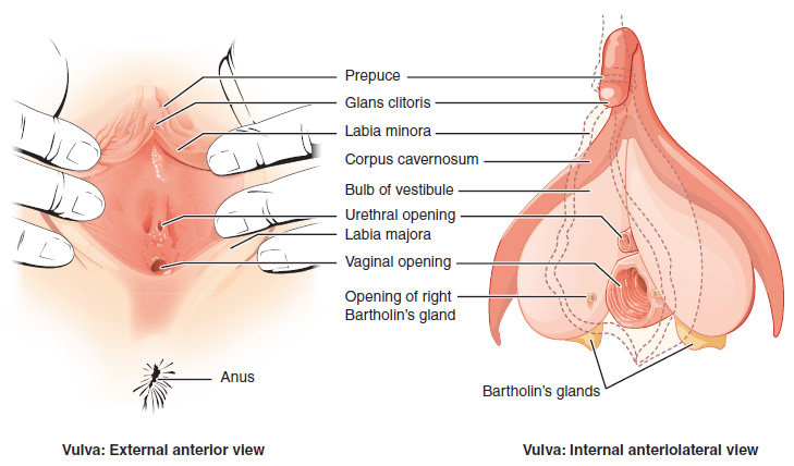 Anatomy of the vulva (source) 
