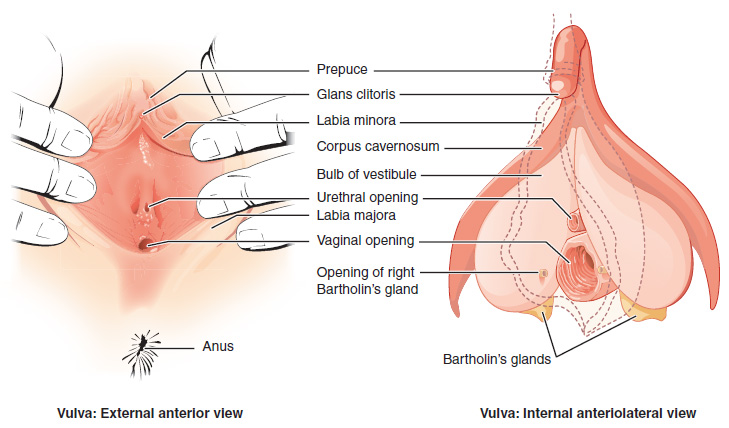 Anatomy of the vulva (source)