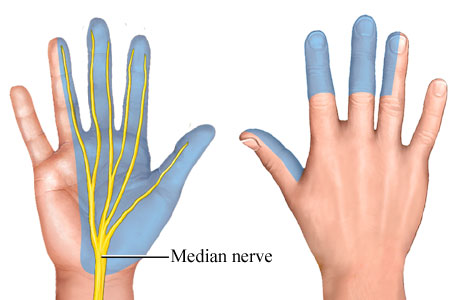 Sensory distribution of median nerve (source) 