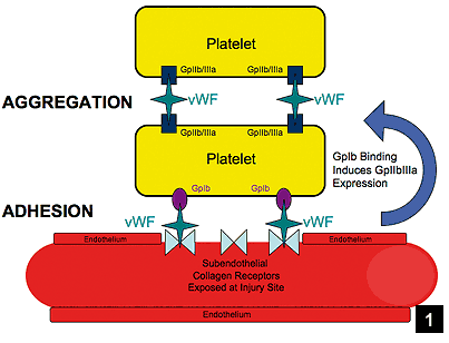 vWF is important for both platelet aggregation and adhesion (source)