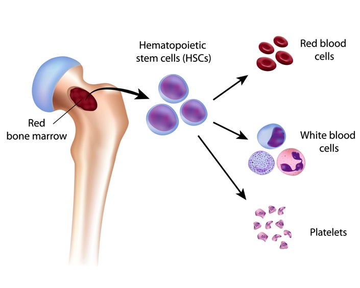 Normal function of the red bone marrow (source)