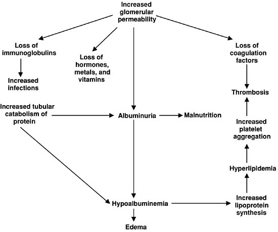 Pathophysiology of nephrotic syndrome (source)