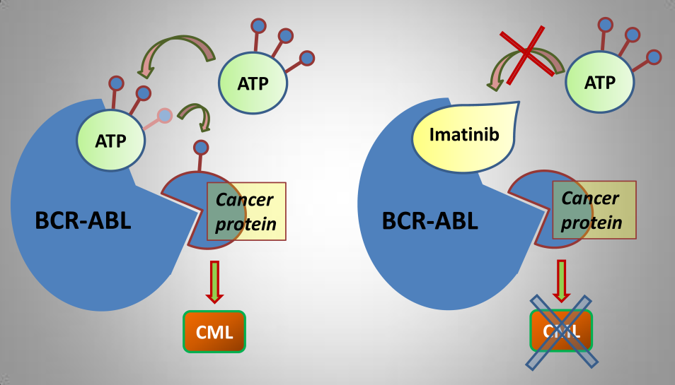 Imatinib directly binds BCR-ABL inhibiting it from performing the downstream signaling responsible for CML (source)