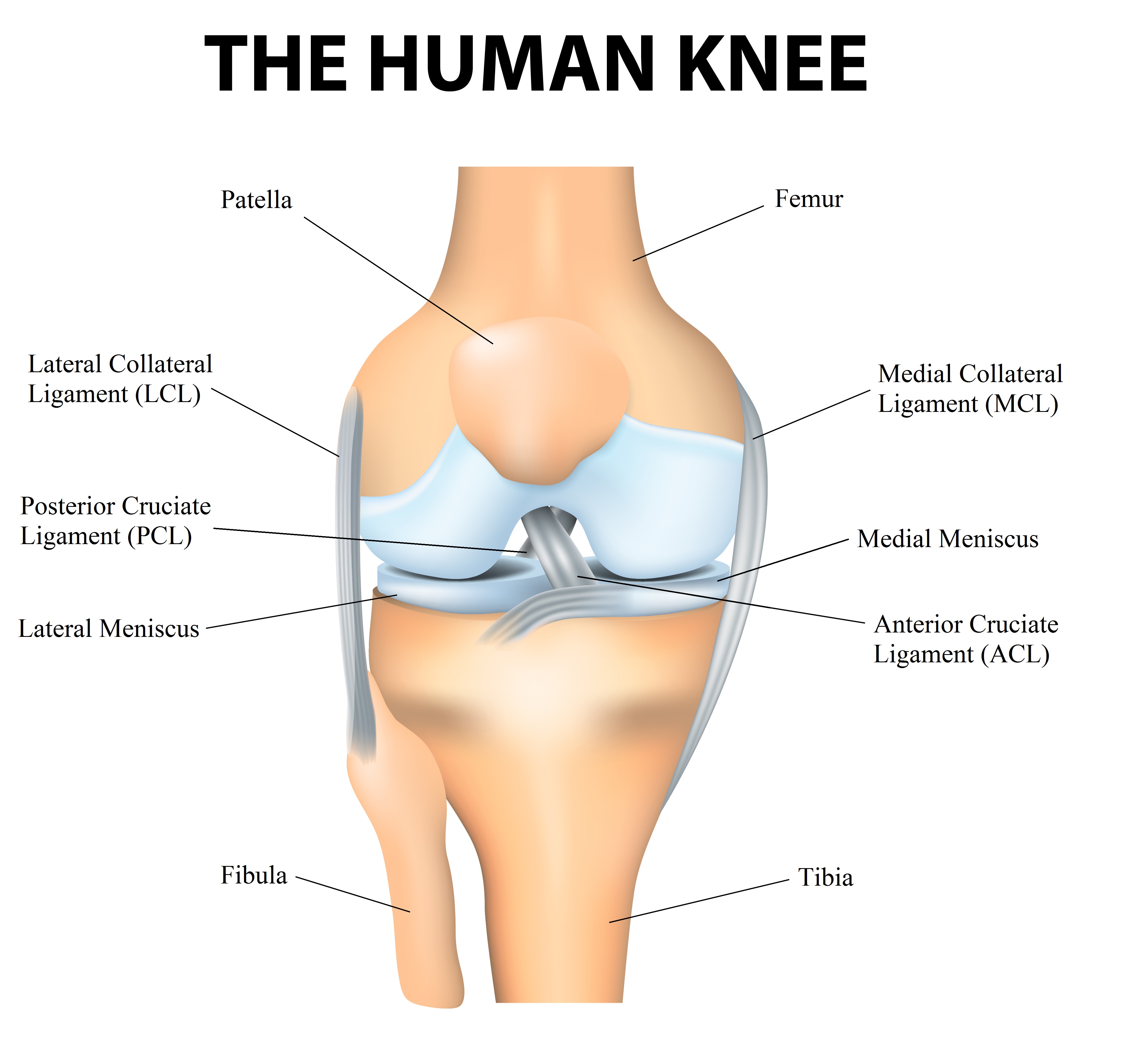 Musculoskeletal MSK Exam Stepwards