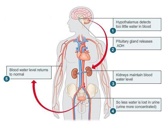 Simplified pathophysiology of ADH signaling (source)