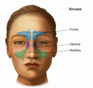 Locations of sinuses that can be palpated (source)