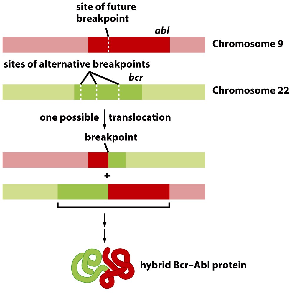 BCR-ABL fusion protein genesis (source)