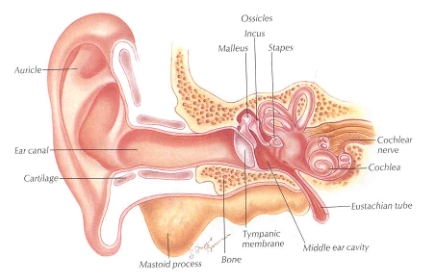General anatomy of the ear (source)