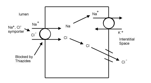 The main action of thiazide diuretics is to block the sodium/chloride symporter in the distal convoluted tubules (source)