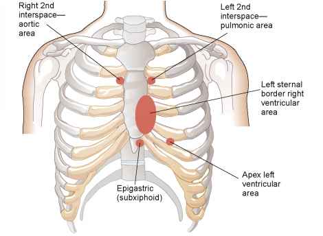 Locations for auscultating heart valves (source)