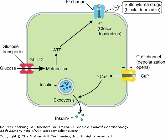 Sulfoneryea mechanism of action (source) 