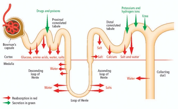 Function of different components of the nephron (source) 
