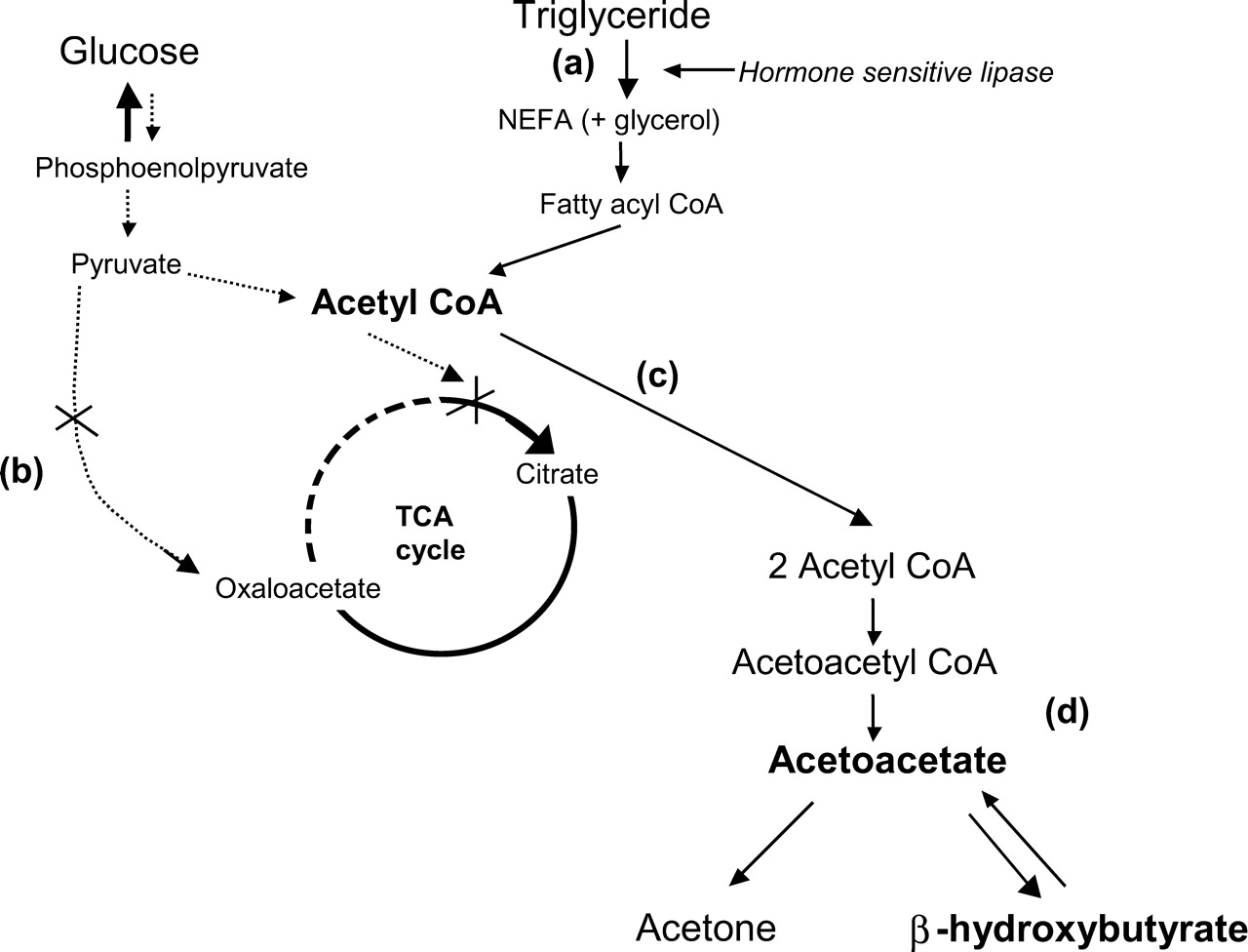 In the absence of cellular glucose metabolism, the body must turn to fat metabolism to meet its energy requirements (source) 