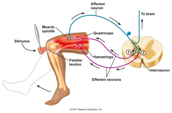 Given the reliance of the reflex arc on both peripheral sensory and motor pathways, conditions like GBS very often diminish reflexes (source)