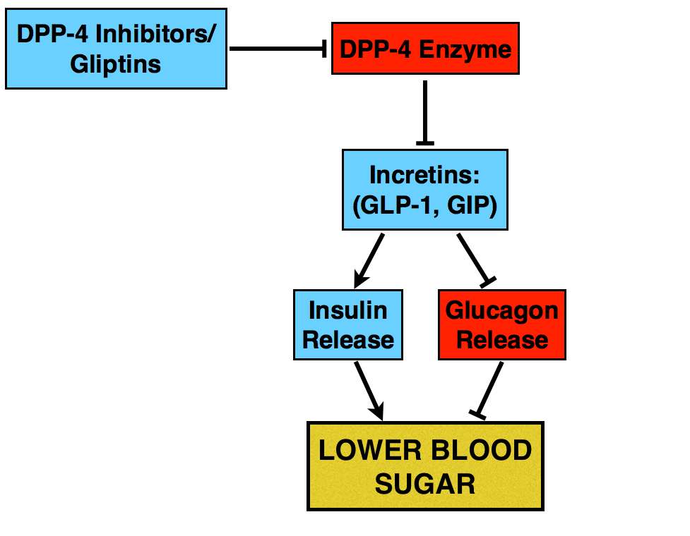 DDP-4 inhibitor mechanism of action. 