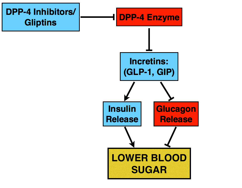 mechanism of action of sitagliptin (januvia)