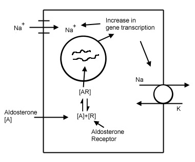 Mechanism of action of aldosterone in the distal nephron (source) 