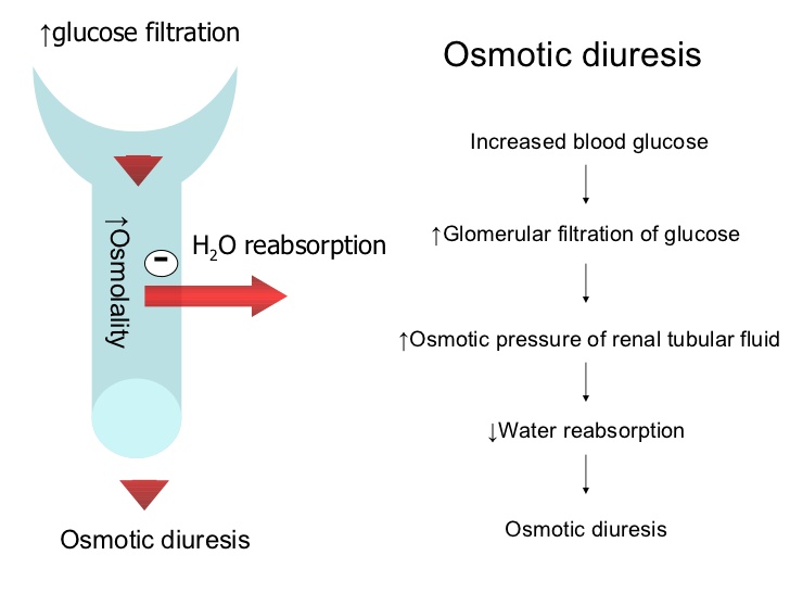 Mechanism of osmotic diuresis (source) 