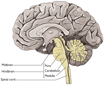 Location of the cerebellum (source) 