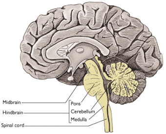 Location of the cerebellum (source)