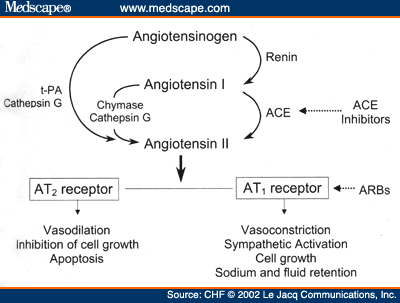 Mechanism of action of angiotensin receptor blockers (ARBs) like losartan (source) 