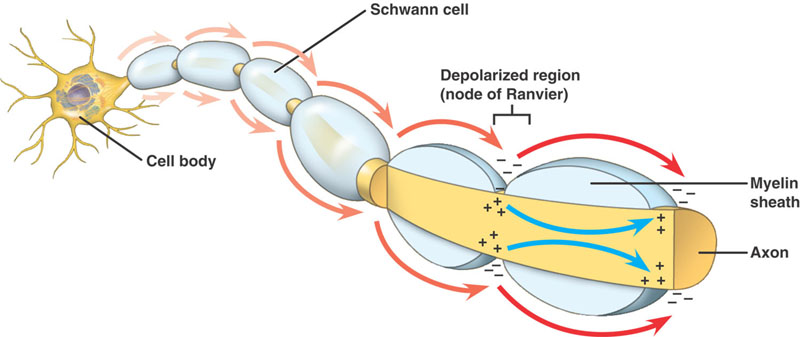 The loss of the myelin sheath around nerve axons will decrease the speed at which signals travel along the axon (source)