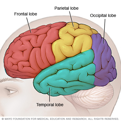 Location of the frontal lobe of the brain (source) 