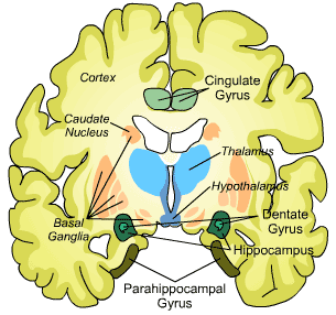 Location of the basal ganglia on a coronal cross section (source) 