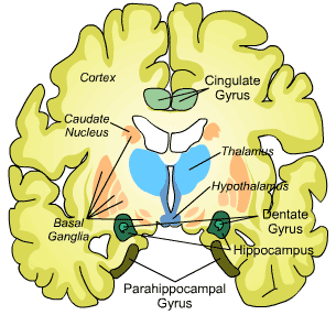 Location of the basal ganglia on a coronal cross section (source)