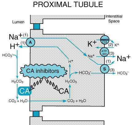 Carbonic anhydrase inhibitor mechanism of action (source)